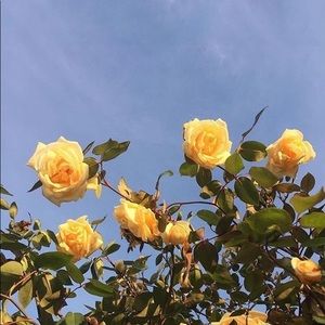 Meet your Posher, Diana